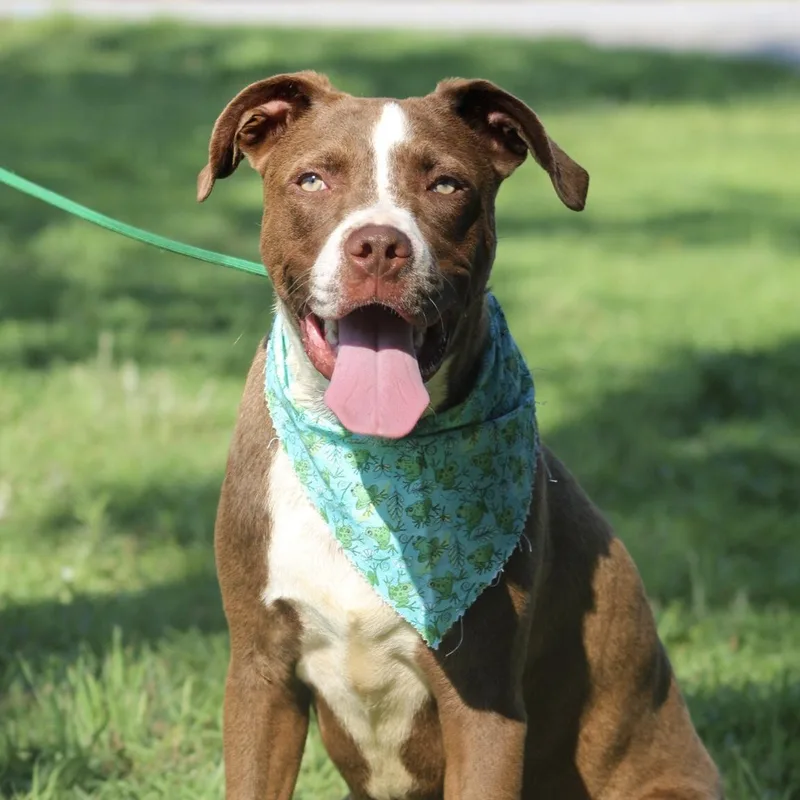 A baby medium-sized male Brown / Chocolate Labrador Retriever dog named Jimmy for adoption in Columbia, SC
