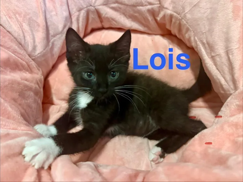 A baby small-sized female Domestic Short Hair cat named Lois for adoption in Ocala, FL