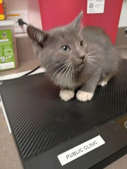 A baby small-sized male Domestic Short Hair cat named Loffel for adoption in Atlanta, GA