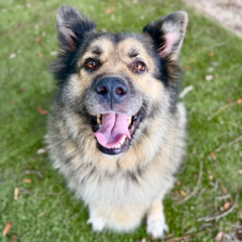 Isla