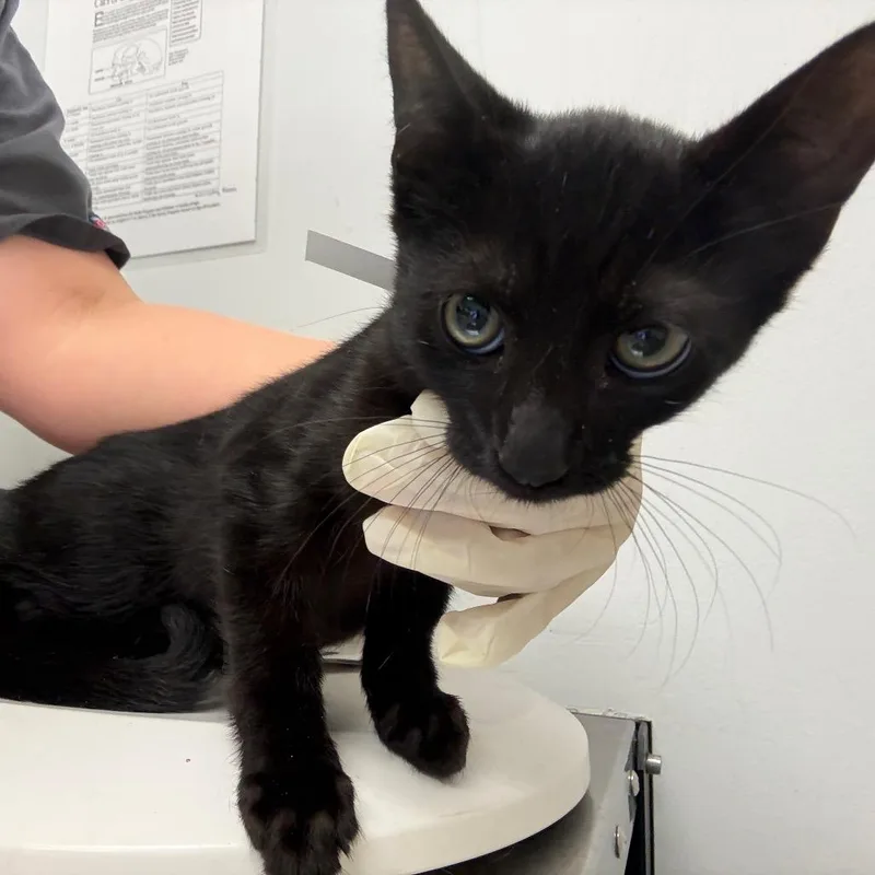 A baby small-sized male Black Domestic Short Hair cat named Deuce for adoption in Jacksonville, FL