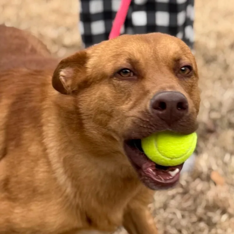 Franklin thumbnail 3