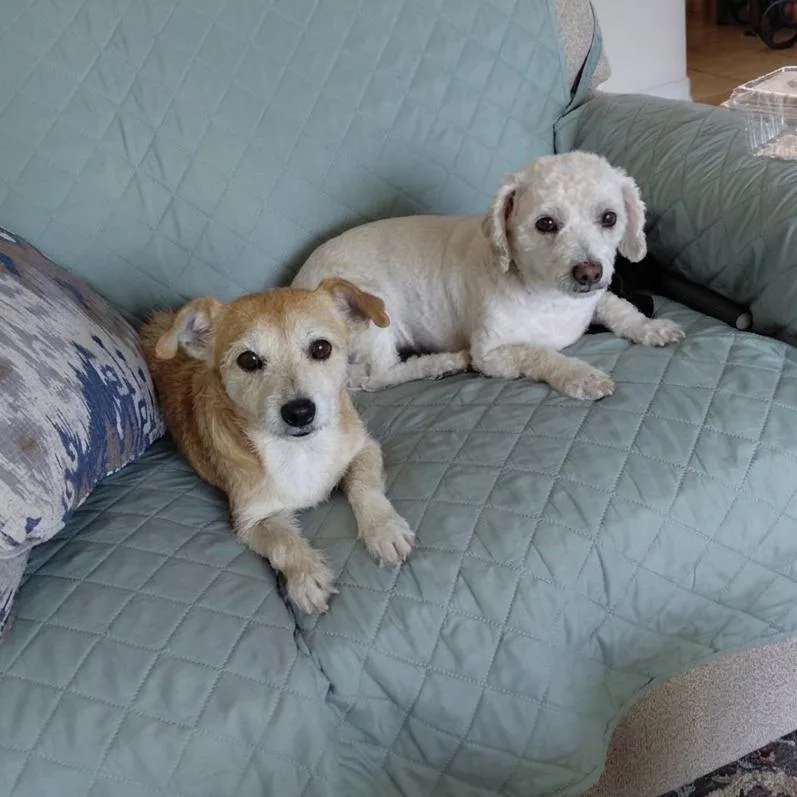 An adult small-sized female Yellow / Tan / Blond / Fawn Terrier dog named Foxie for adoption in San Diego, CA