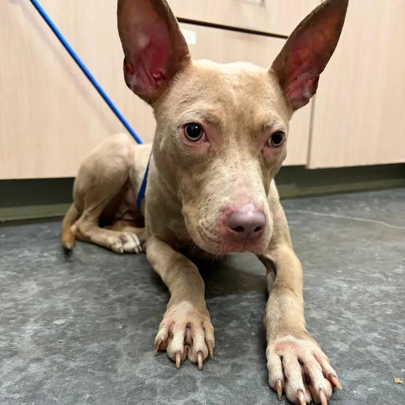 An adult medium-sized female Pit Bull Terrier dog named Dixie for adoption in Evensville, TN