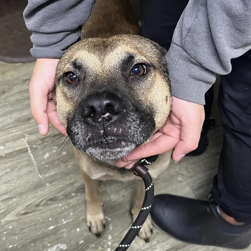 An adult medium-sized male Brown / Chocolate Shepherd dog named Green Bean for adoption in Summerville, SC