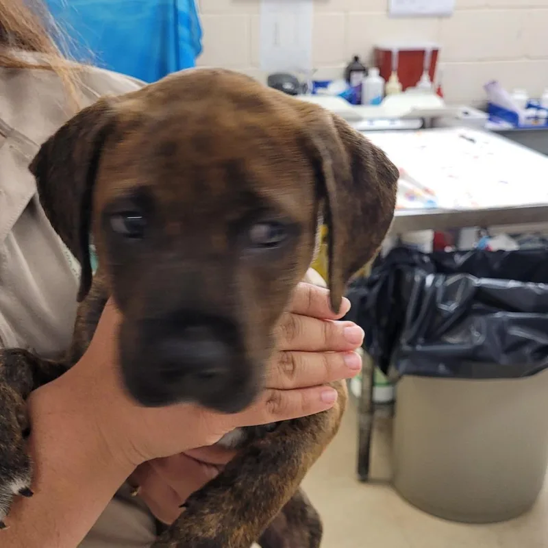 A baby medium-sized female Brindle Mixed Breed dog named Daisy for adoption in Lake Panasoffkee, FL