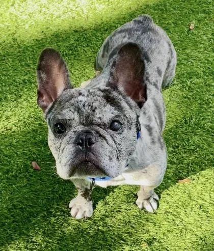 An adult small-sized male Gray / Blue / Silver French Bulldog dog named Hulk for adoption in Key West, FL