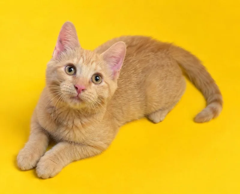 A baby small-sized male Domestic Short Hair cat named Thyme for adoption in Columbia, TN