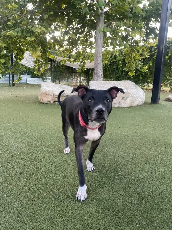 A young medium-sized female Mixed Breed dog named Eva for adoption in Austin, TX