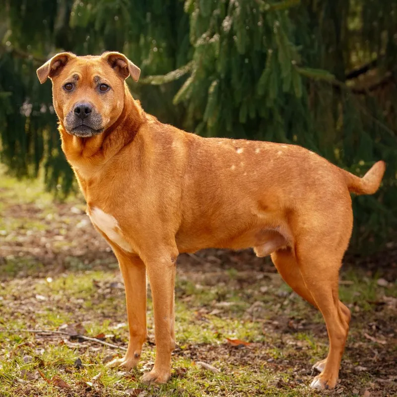 Spartacus thumbnail 3