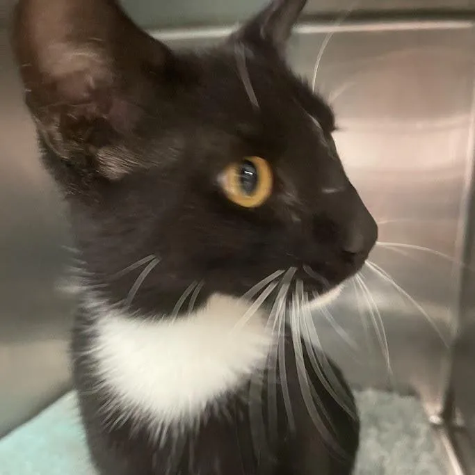 A young medium-sized male Black Domestic Short Hair cat named Nico for adoption in Port Charlotte, FL