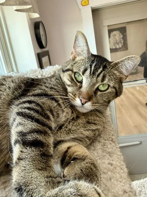 An adult medium-sized female Tabby (Brown / Chocolate) Domestic Short Hair cat named Zelda for adoption in Medina, OH