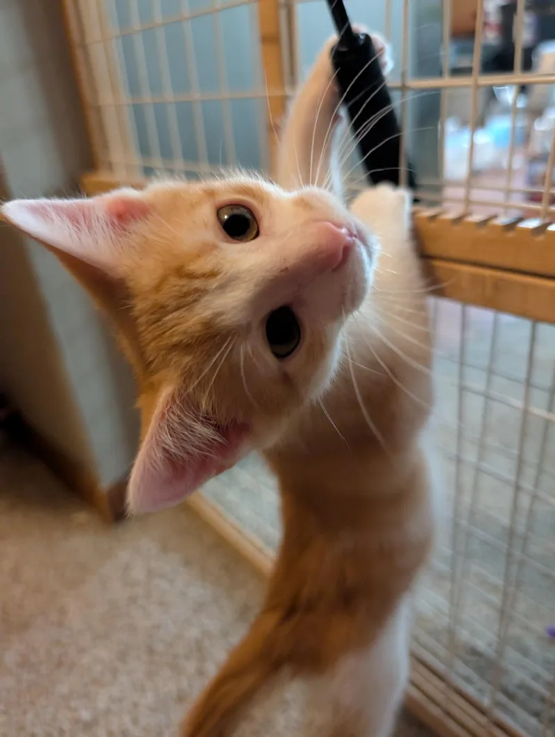 A baby medium-sized male Domestic Short Hair cat named Cypress for adoption in Wadsworth, OH