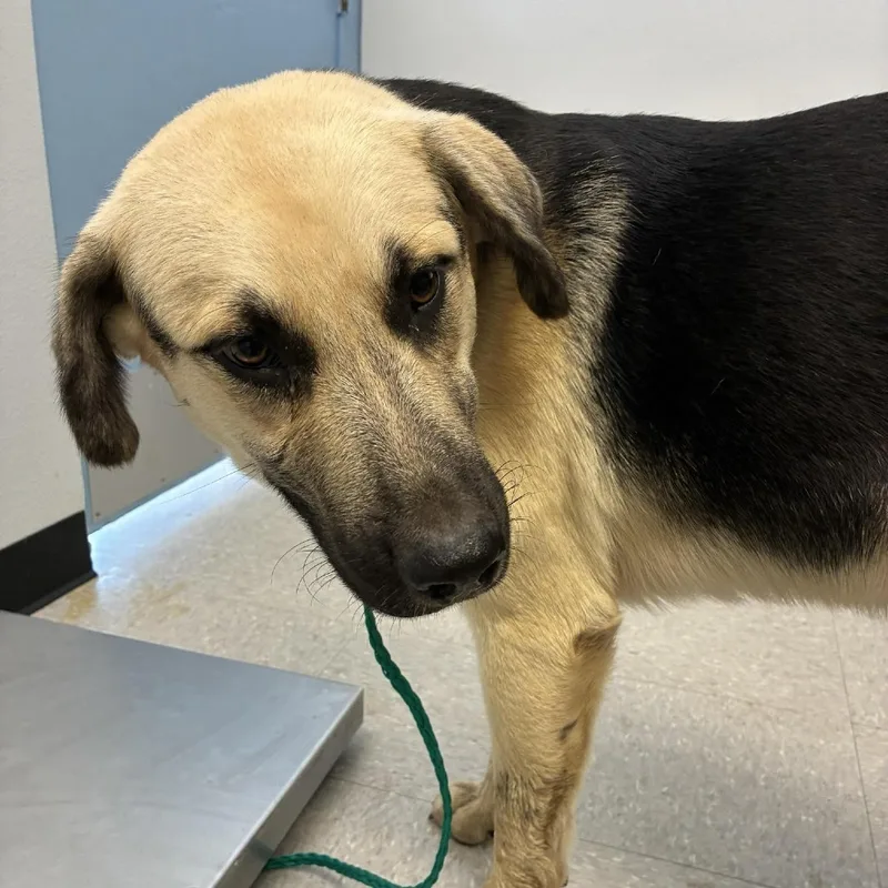 An adult large-sized male Shepherd dog named Luther for adoption in Bastrop, TX