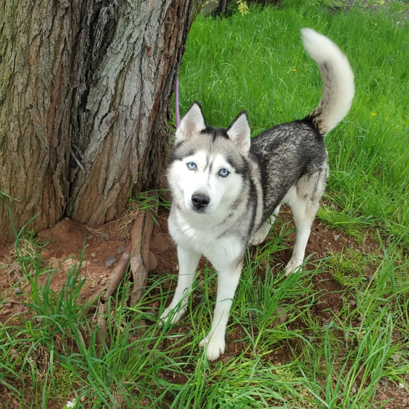 A senior medium-sized female Black Siberian Husky dog named Jayda for adoption in Jersey city, NJ