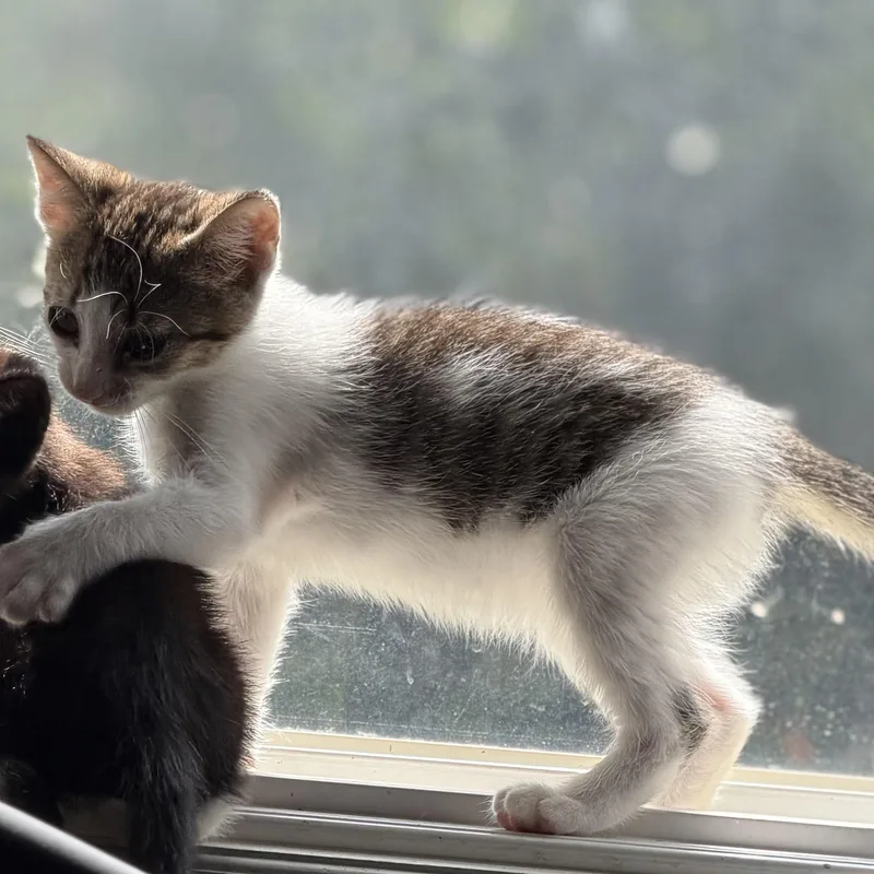 A baby medium-sized female Tabby (Buff / Tan / Fawn) Domestic Short Hair cat named Buttercup for adoption in jacksonville, FL