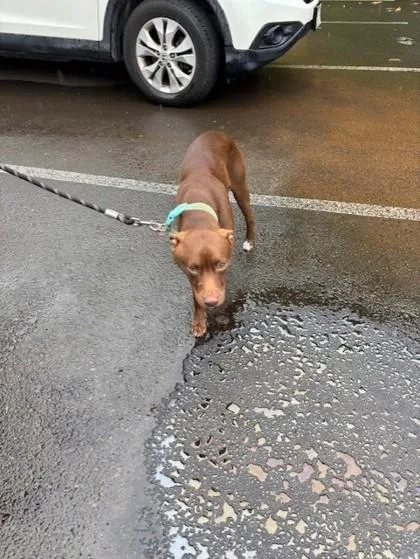 A young medium-sized male Terrier dog named Slay for adoption in Honolulu, HI