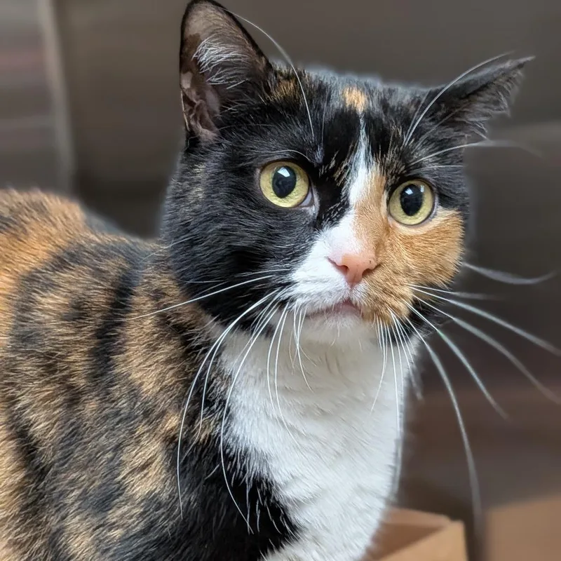 A senior large-sized female Calico Domestic Short Hair cat named Tonnie for adoption in Milan, IL