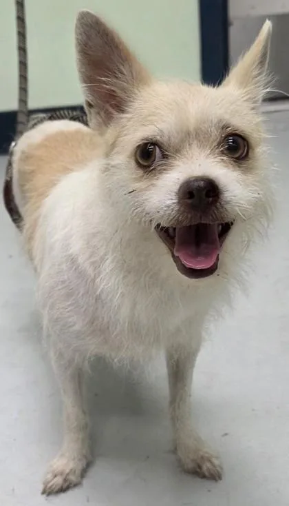 An adult small-sized female Terrier dog named Confetti for adoption in Savannah, GA