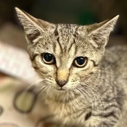 A baby small-sized female Brown / Chocolate Domestic Short Hair cat named Starry for adoption in Concord, NC
