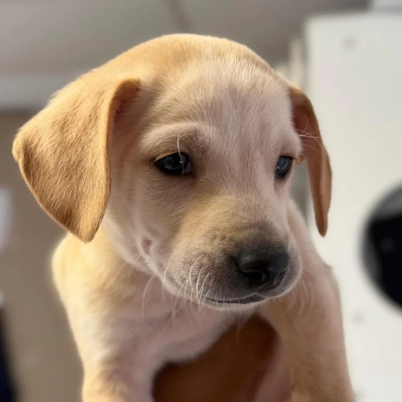 A baby small-sized male Chihuahua dog named Naan for adoption in San Pablo, CA
