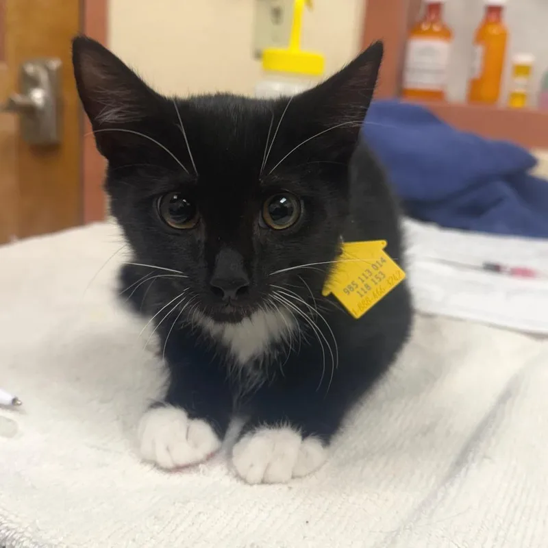 A baby small-sized male Black Domestic Short Hair cat named Emerald Isle for adoption in Springfield, MA