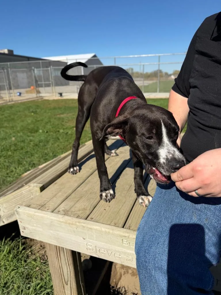 A baby medium-sized female American Staffordshire Terrier dog named Penny for adoption in Pierceton, IN