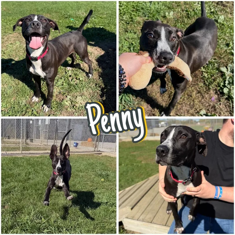 Penny thumbnail 6