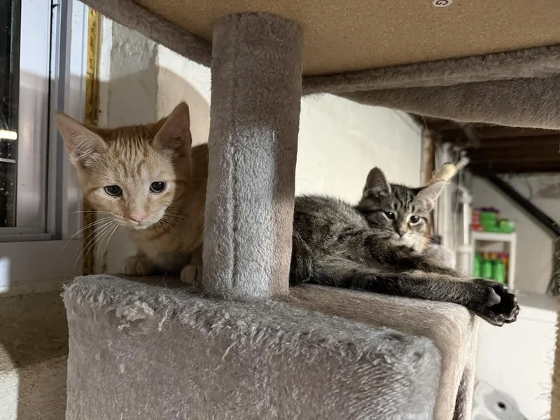A baby small-sized male Tabby (Brown / Chocolate) Domestic Short Hair cat named Bishop for adoption in West Mifflin, PA