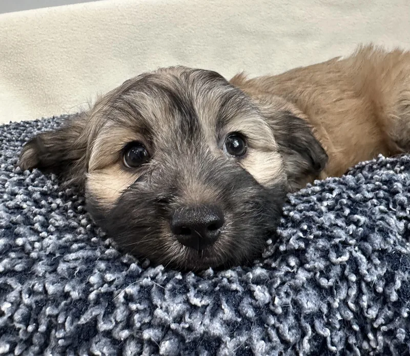 A baby small-sized male Bicolor Terrier dog named Payton for adoption in Lawrenceville, GA