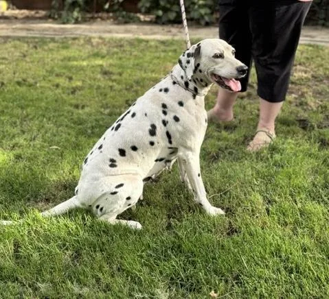 An adult medium-sized female Dalmatian dog named Mia for adoption in Turlock, CA