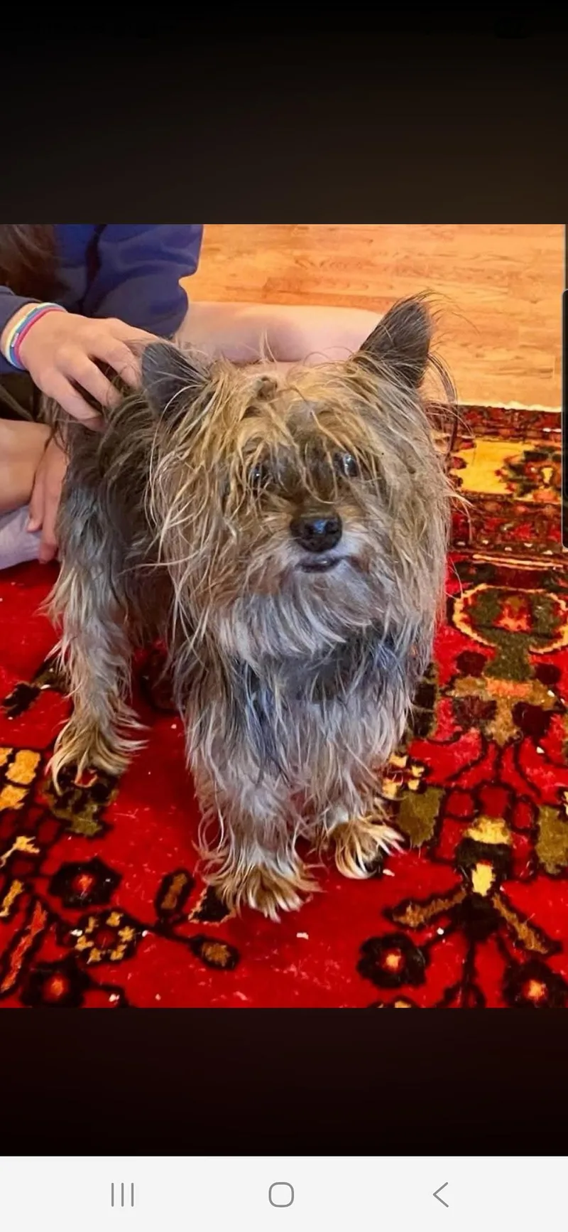 A senior small-sized male Black Yorkshire Terrier dog named Pinwheel for adoption in Buford, GA