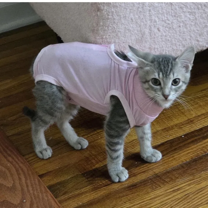 A baby small-sized female Gray / Blue / Silver Domestic Short Hair cat named Padme for adoption in Hamburg, NY