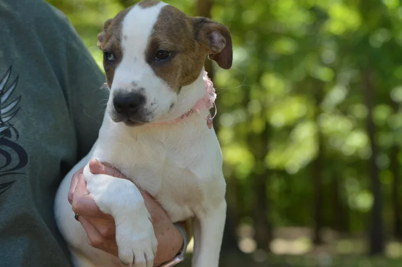 A baby small-sized female White / Cream Labrador Retriever dog named Miss Peanut for adoption in Falmouth, ME