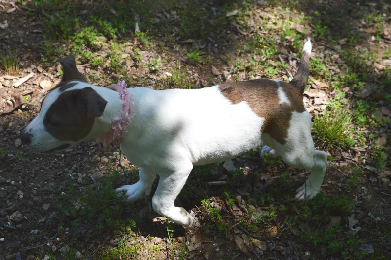 Miss Peanut thumbnail 3
