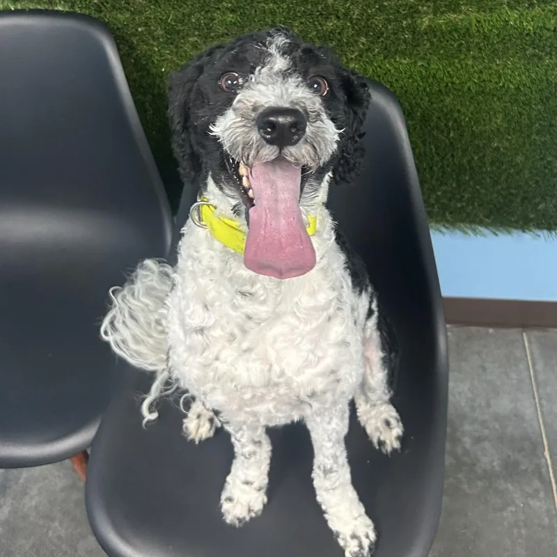 An adult medium-sized female Black Australian Shepherd dog named Oreo for adoption in Idaho Falls, ID