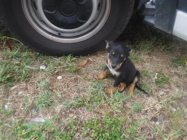 A baby small-sized female Terrier dog named Ruth for adoption in Miami, FL