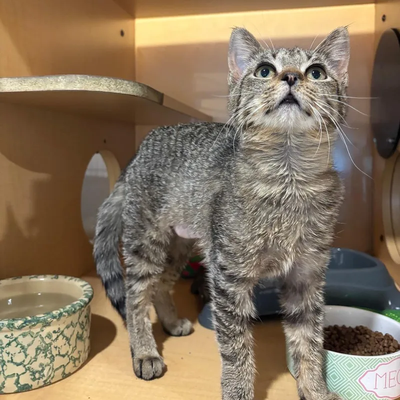 A young small-sized female Brown / Chocolate Domestic Short Hair cat named Trefoil for adoption in Washington Township, OH