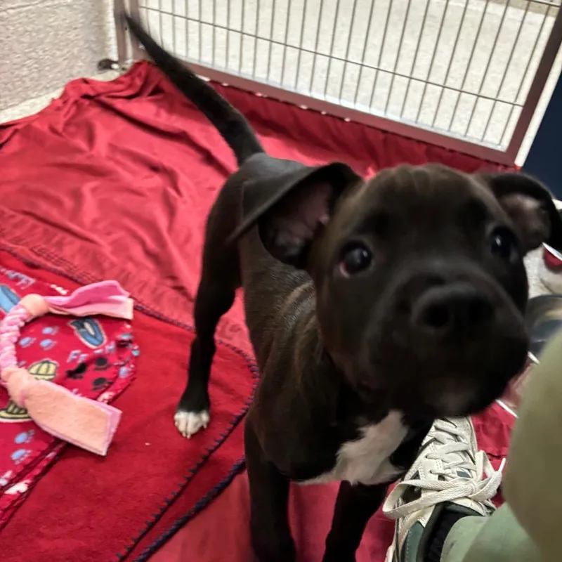 A baby medium-sized male Black Mixed Breed dog named Fuzzbucket for adoption in Washington Township, OH