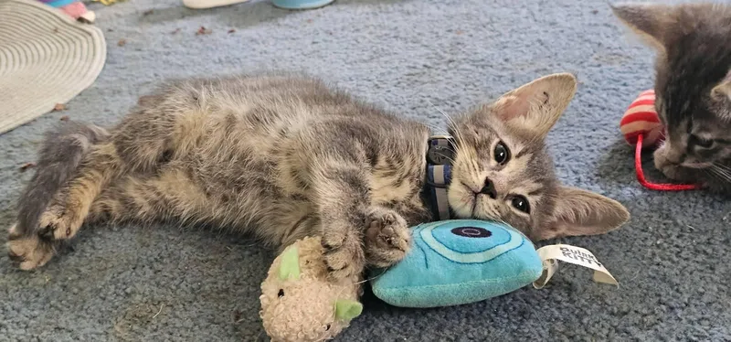 A baby medium-sized male Tabby cat named Chasekc for adoption in Greenville, DE