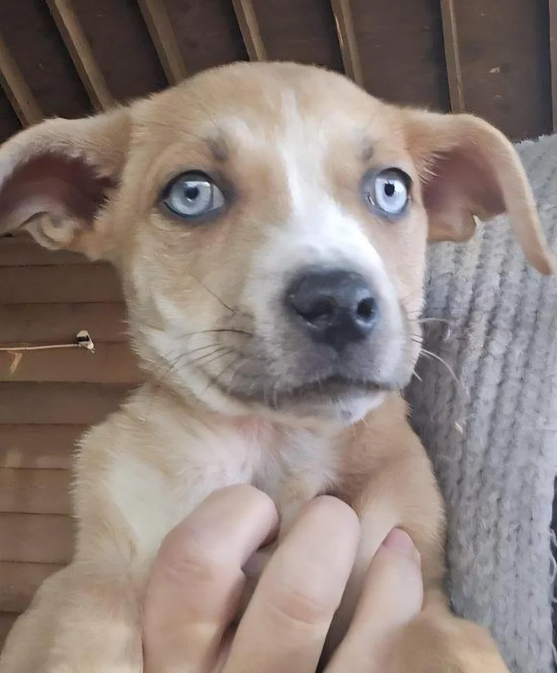 Blue Eyed Babes