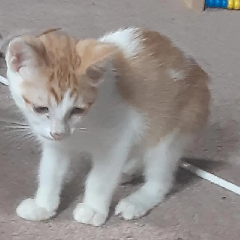 A baby small-sized female Orange / Red Domestic Short Hair cat named Lilo for adoption in South Elgin, IL