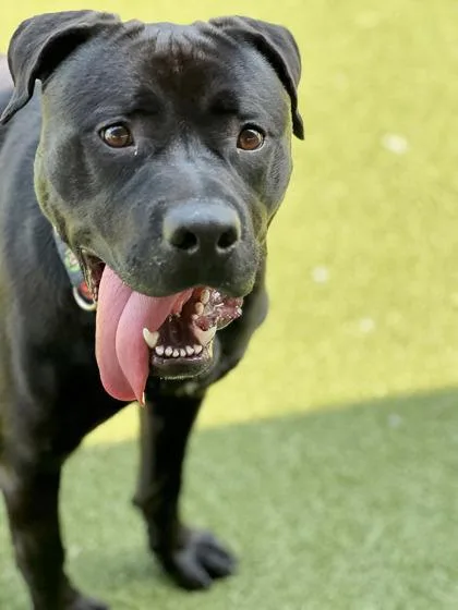 An adult large-sized male Pit Bull Terrier dog named Magic for adoption in Fishers, IN
