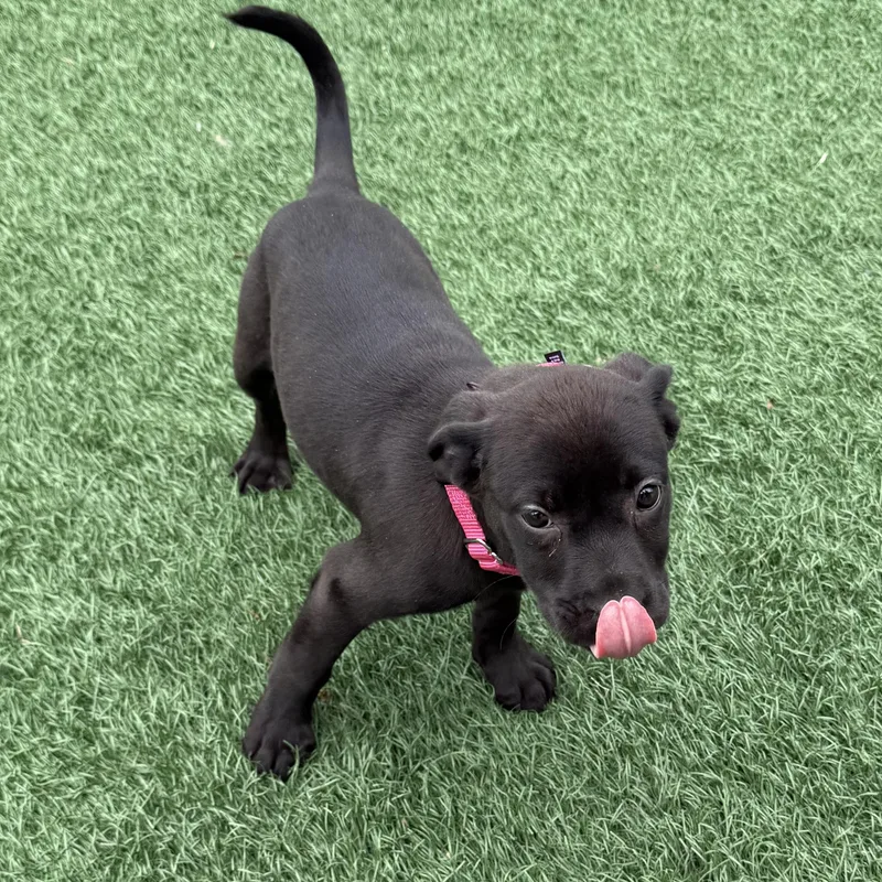 Luna