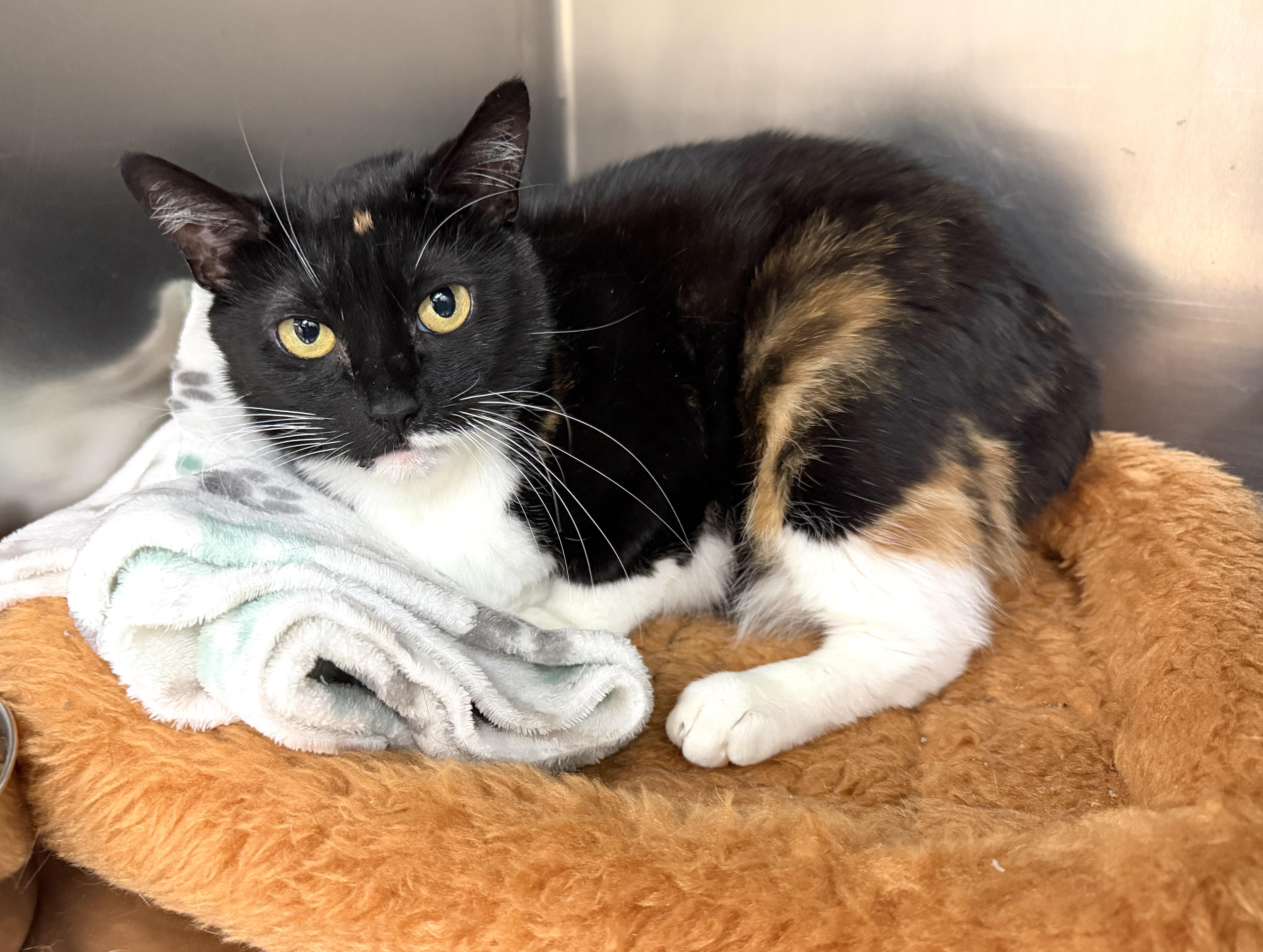 A young medium-sized female Calico Domestic Short Hair cat named Luna for adoption in Wantagh, NY