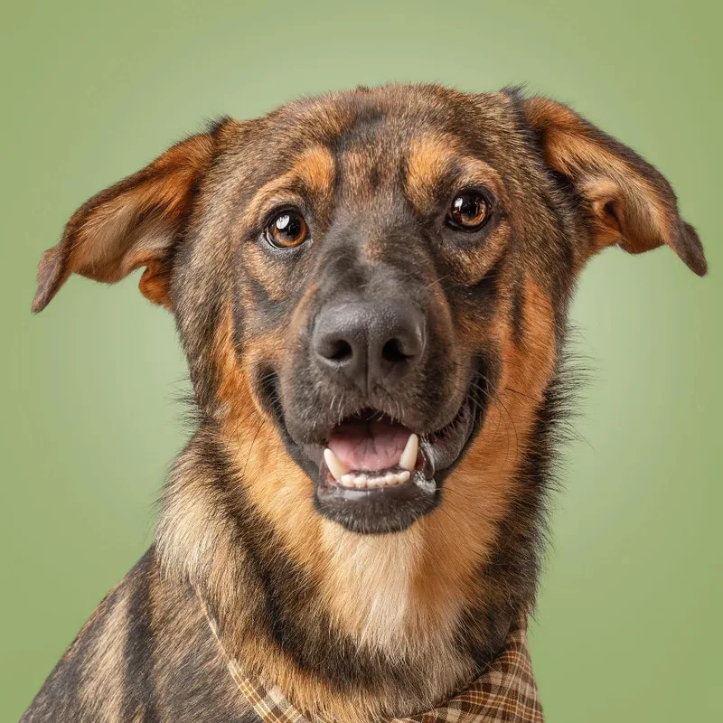 A young medium-sized male Sable German Shepherd Dog dog named Koda for adoption in Ada, OK