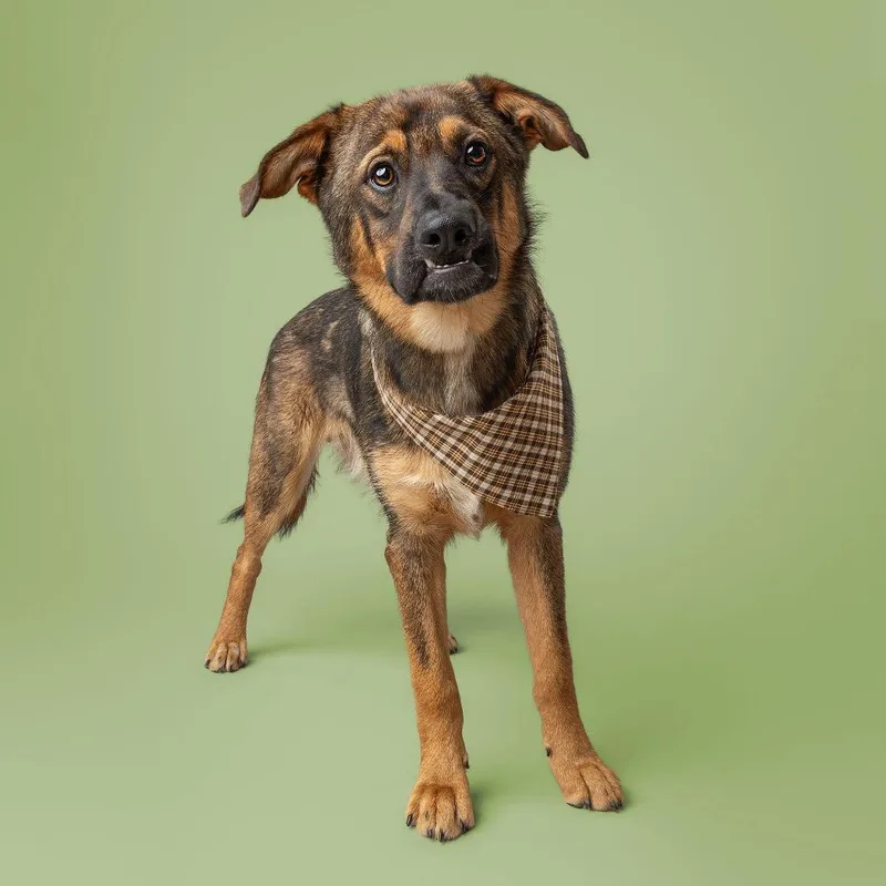 Koda thumbnail 4