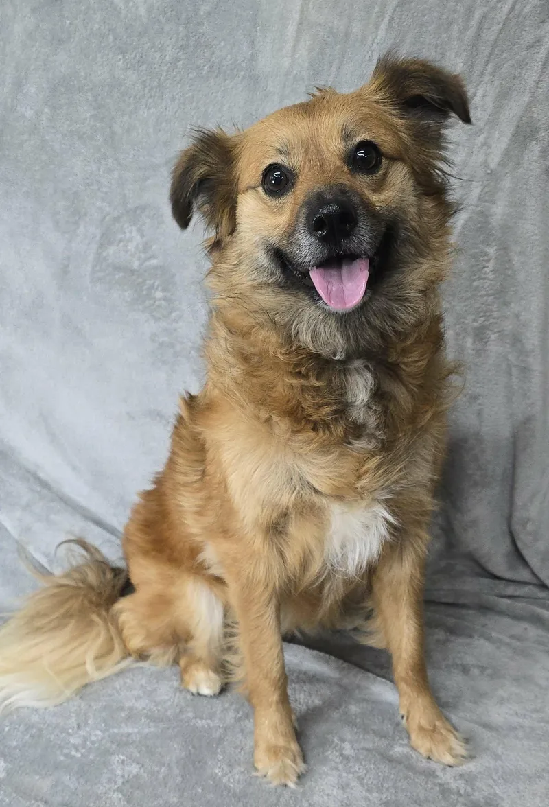 A young medium-sized female Tricolor (Brown, Black, & White) Retriever dog named Dutchess for adoption in Newport, TN
