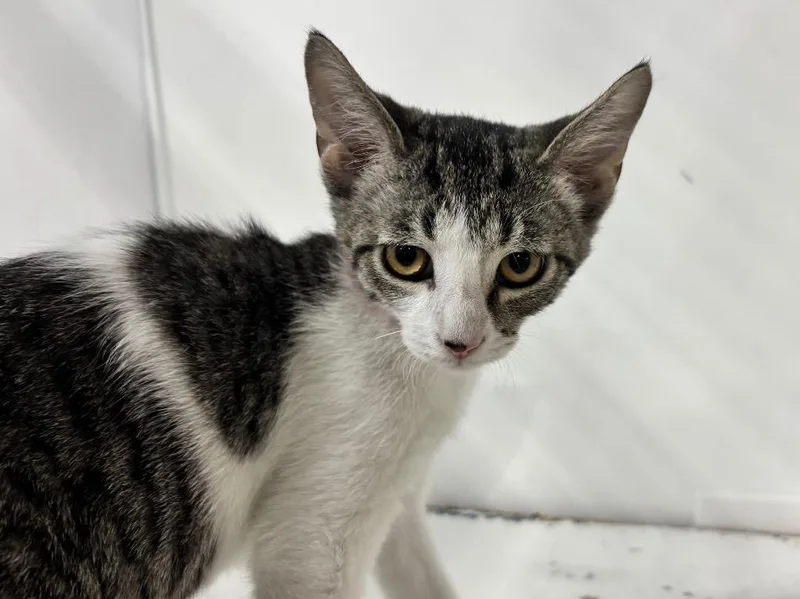 A baby small-sized female Domestic Short Hair cat named Violeta for adoption in Powell, OH