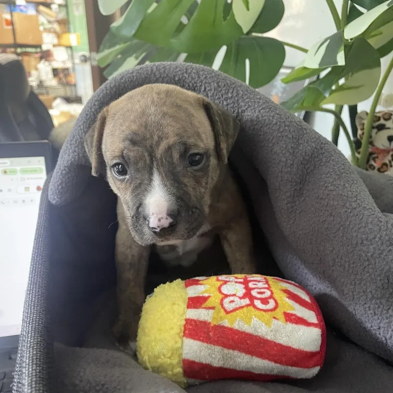 A baby small-sized male Pit Bull Terrier dog named Leonidas for adoption in Austin, TX